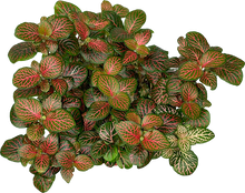 Load image into Gallery viewer, Fittonia verschaffeltii