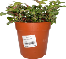 Load image into Gallery viewer, Fittonia verschaffeltii