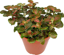 Load image into Gallery viewer, Fittonia verschaffeltii