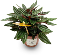 Load image into Gallery viewer, Peperomia caperata Rosso