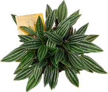 Load image into Gallery viewer, Peperomia caperata Rosso