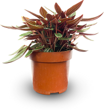 Load image into Gallery viewer, Peperomia caperata Rosso