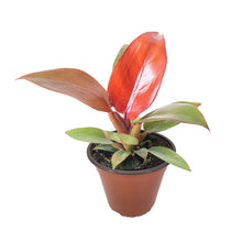 Load image into Gallery viewer, Philodendron Red Sun