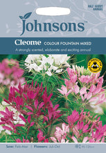 Load image into Gallery viewer, Cleome Colour Fountain Mixed
