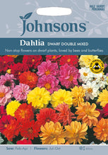 Load image into Gallery viewer, Dahlia Dwarf Double Mixed
