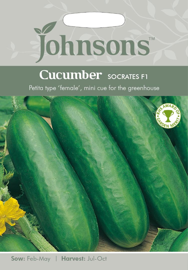 Cucumber Socrates F1