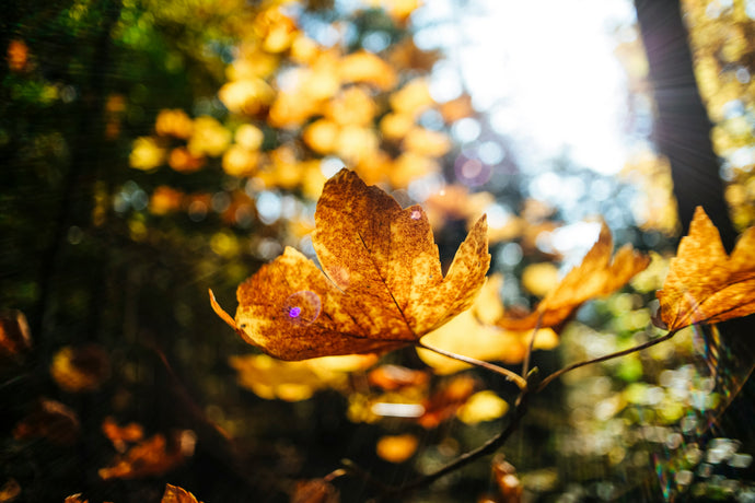 Autumn Gardening Tips for Time-Poor Families:  A Simple Guide for New Gardeners.