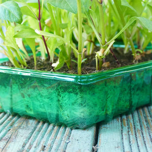 Visiroot Seed Tray