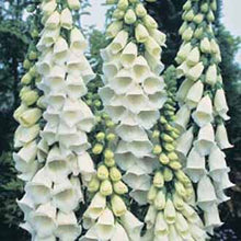 Load image into Gallery viewer, Foxglove Alba
