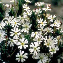 Load image into Gallery viewer, Night Phlox Midnight Candy
