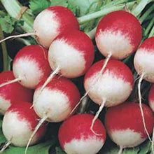 Load image into Gallery viewer, Radish (Organic) Sparkler 3
