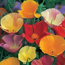 Load image into Gallery viewer, California Poppy Single Mixed
