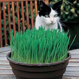 Cat Grass - Avena Sativa