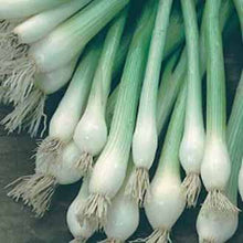 Load image into Gallery viewer, Onion (Spring) White Lisbon Winter Hardy
