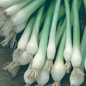 Onion (Spring) White Lisbon Winter Hardy