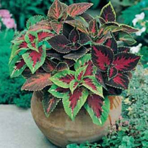 Coleus Rainbow Mixed