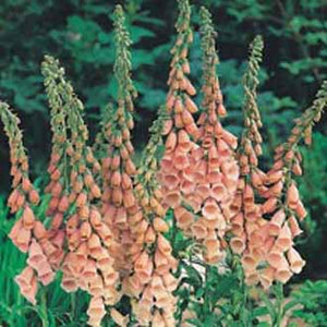 Foxglove Apricot Delight