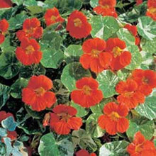 Load image into Gallery viewer, Nasturtium Alaska Tip Top Red
