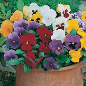 Pansy Special Early Mixed F1