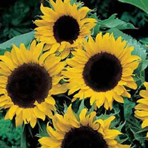 Sunflower Mezzulah F1