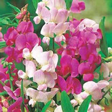 Load image into Gallery viewer, Sweet Pea Everlasting Mixed
