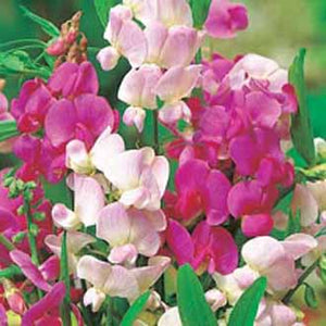 Sweet Pea Everlasting Mixed