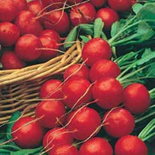 Load image into Gallery viewer, Radish Lucia F1
