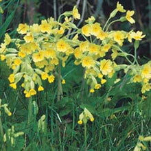 Load image into Gallery viewer, Cowslip
