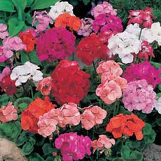 Geranium Special Mop Head Mixed