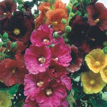 Load image into Gallery viewer, Hollyhock Giant Single Mixed
