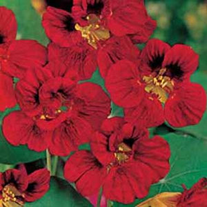 Nasturtium Mahogany Gleam