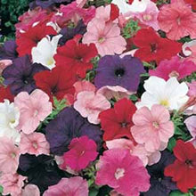 Load image into Gallery viewer, Petunia Special Multiflora Mixed F1
