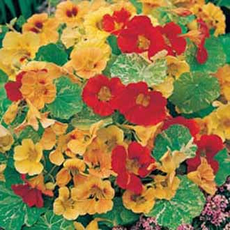 Nasturtium African Queen