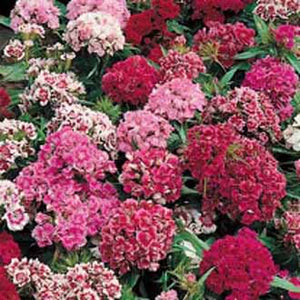 Sweet William Pinocchio Mixed