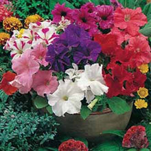 Load image into Gallery viewer, Petunia Special Grandiflora Mixed F1
