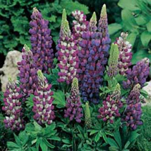 Lupin Gallery Blue Shades