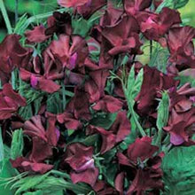 Load image into Gallery viewer, Sweet Pea Beaujolais
