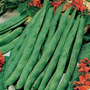 Runner Bean Streamline