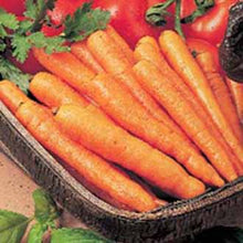 Load image into Gallery viewer, Carrot Amsterdam Forcing 3 (Sprint)
