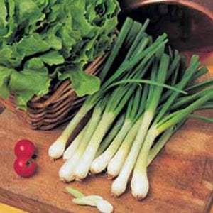 Onion (Spring) Tonda Musona (Alpina)