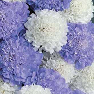 Scabious Musical Prelude