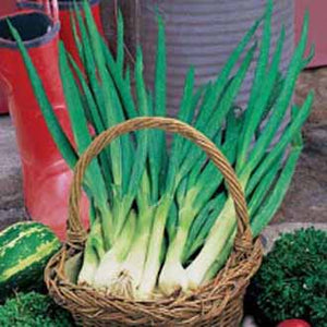 Onion (Spring) Performer