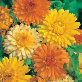 Calendula Art Shades Mixed