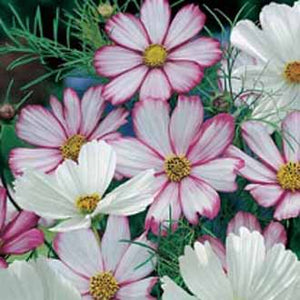 Cosmos Peppermint Rock