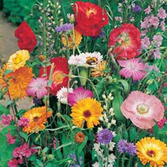 Mixed Wildlife Friendly Annuals