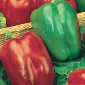 Pepper (Sweet) California Wonder