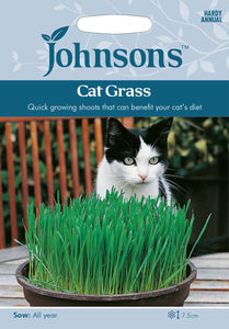 Cat Grass - Avena Sativa