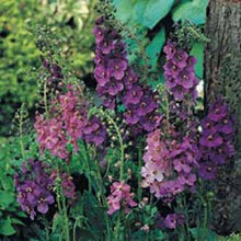 Load image into Gallery viewer, Verbascum Phoeniceum Mixed
