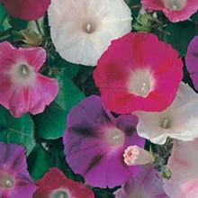 Load image into Gallery viewer, Morning Glory Mixed
