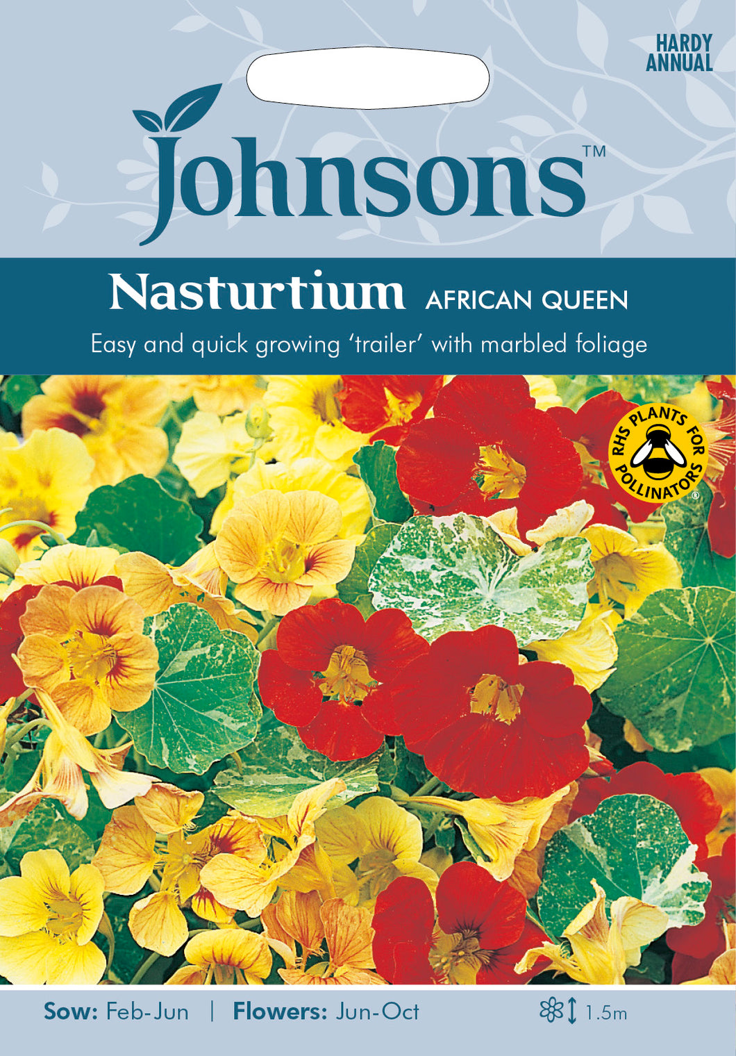 Nasturtium African Queen